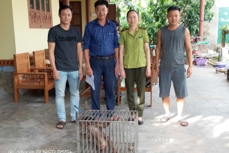 Tiếp nhận cá thể Khỉ mặt đỏ từ UBND xã Hoàn Lão, tỉnh Quảng Trị
